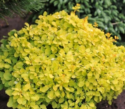 Барбарис Тунберга (Berberis thunbergii) "Yellow Bird"