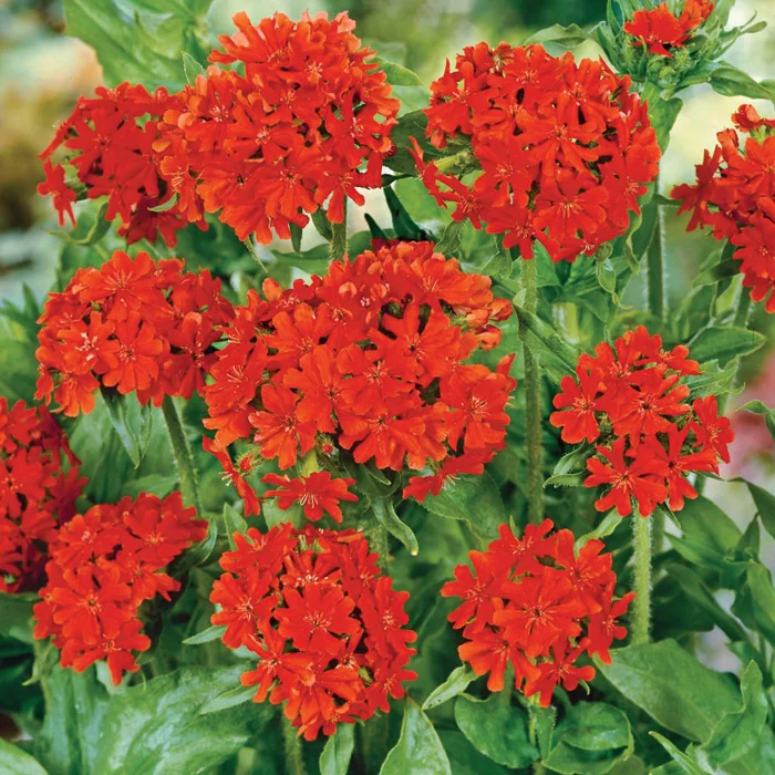 Лихнис халцедонский (Lychnis chalcedonica)