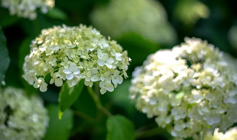 Гортензия древовидная (Hydrangea arborescens) «Incrediball»