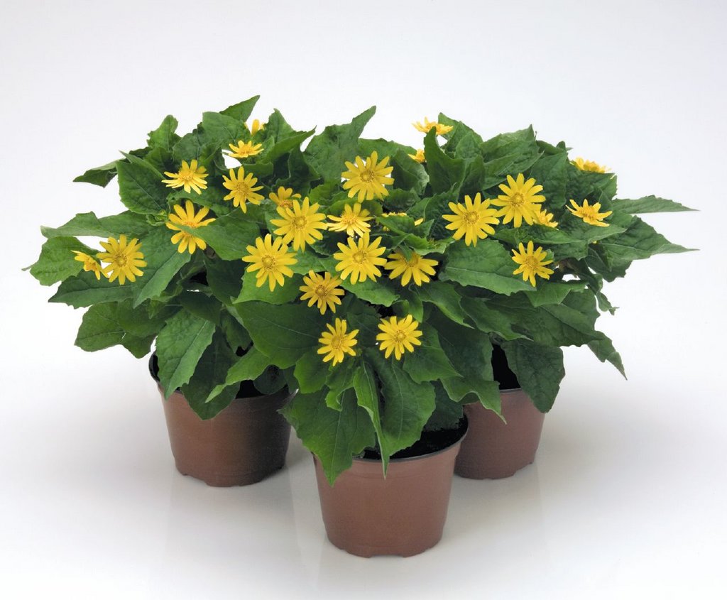 Меламподиум болотный (Melampodium paludosum) «Derby»