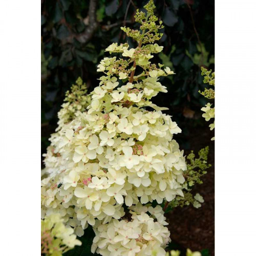 Гортензия метельчатая (Hydrangea paniculata) «Petite Lantern»