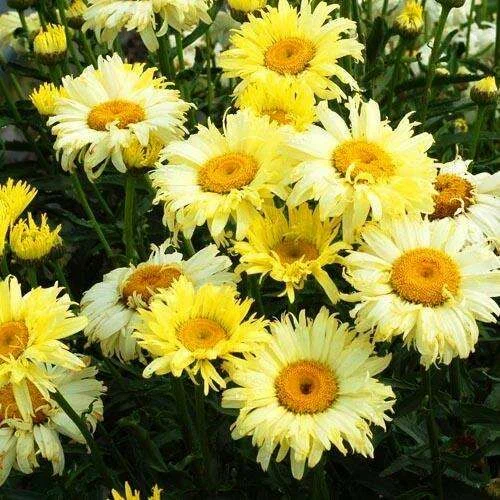 Нивяник великолепный (Leucanthemum superbum) «Goldsmith»