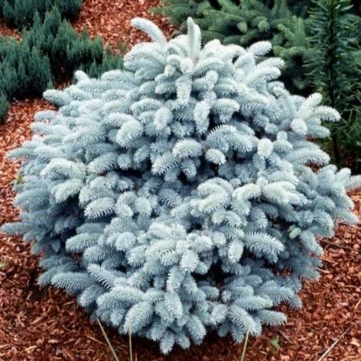 Ель колючая (Picea pungens) “Glauca Globosa”