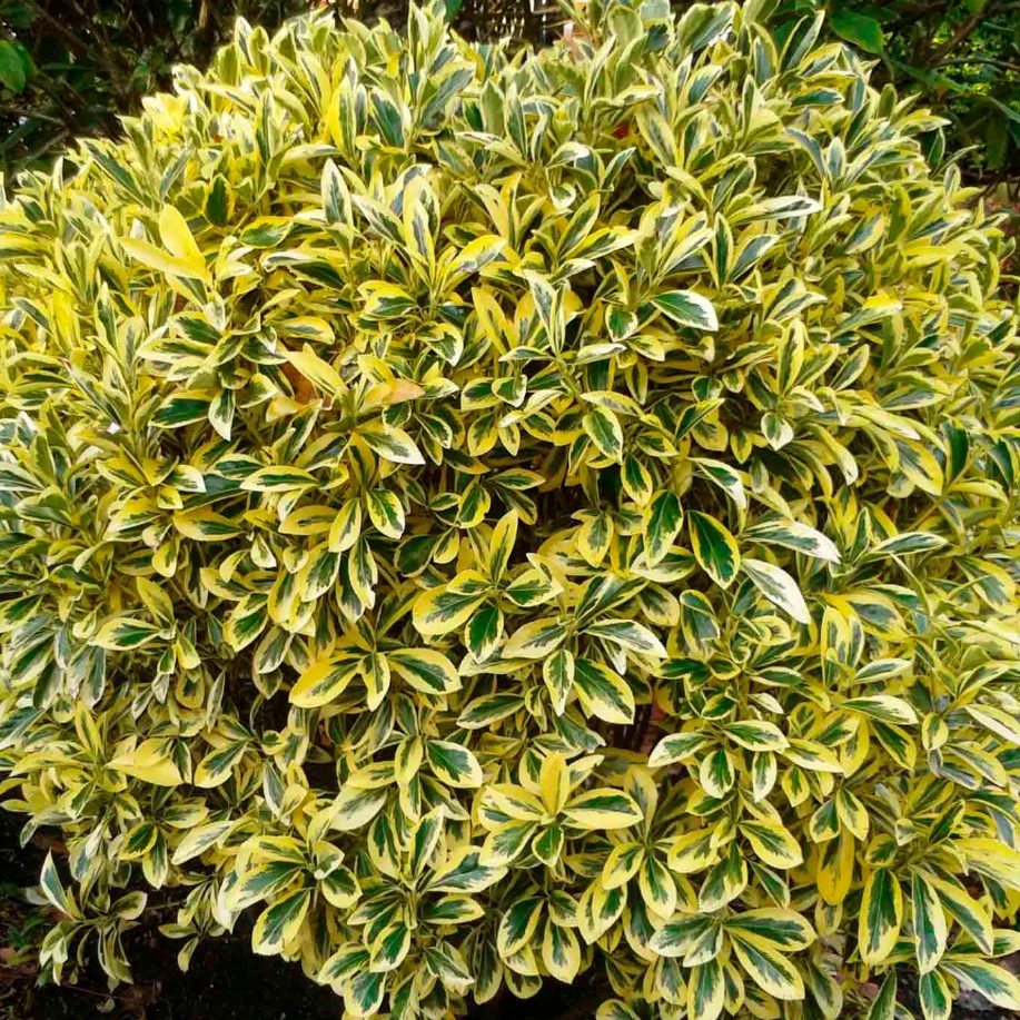 Бересклет японский  (Euonymus)«Ovatus Aureus»