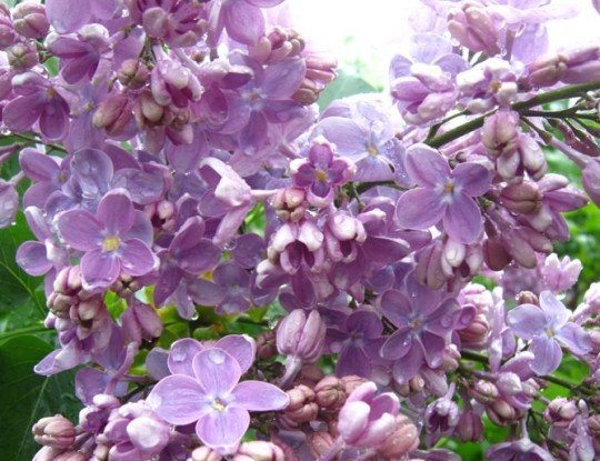 Сирень обыкновенная (Syringa vulgaris)  «Оля»