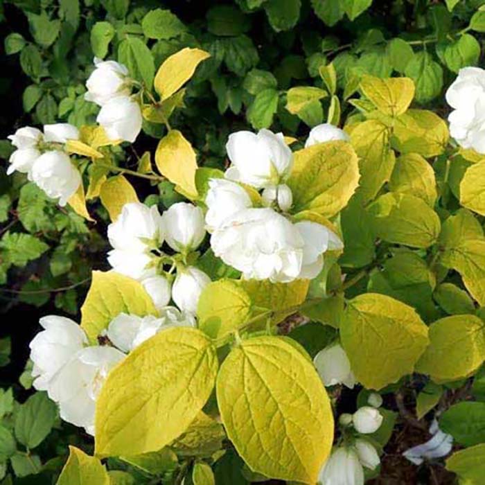 Чубушник (Philadelphus) “Yellow Hill”