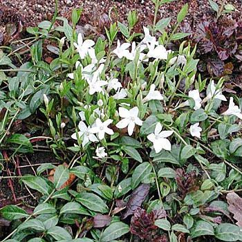 Барвинок малый  (Vinca minor) "Gertrude Jekyll"