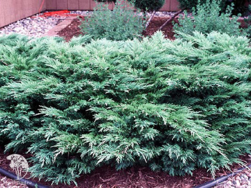 Можжевельник казацкий (Juníperus sabína)  “Glauca”