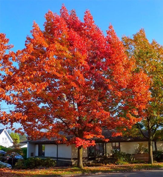 Дуб красный       (Quercus rubra)