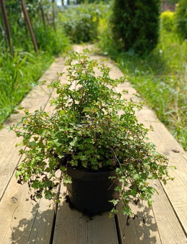 Стефанандра  надрезаннолистная (Stephanandra incisa)         Crispa