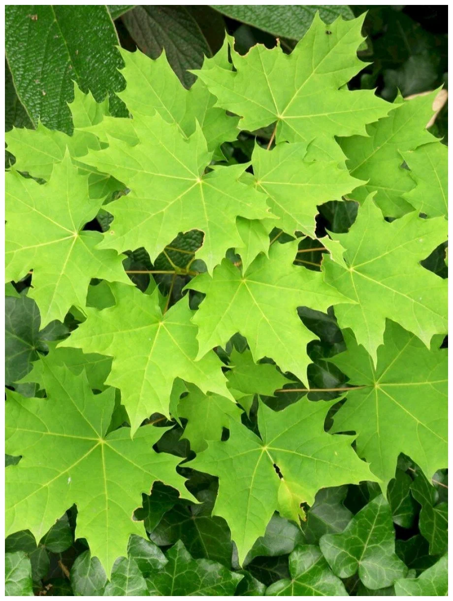 Клен остролистный (Acer platanoides)