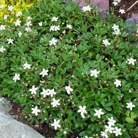 Лапчатка трехзубчатая (Potentilla) «Nuuk»