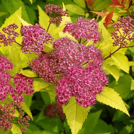 Спирея японская (Spiraea japonica) 'Goldflame'