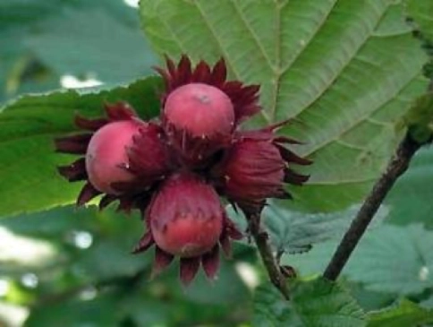 Фундук            'Академик Яблоков'