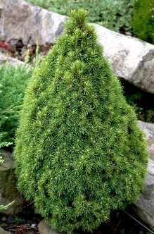Ель канадская (сизая) (Picea glauca)“Laurin”