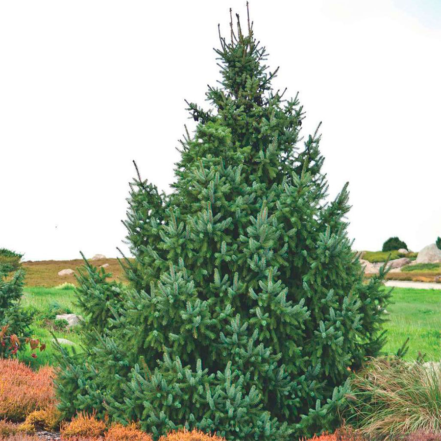 Ель сербская (Picea omorica)