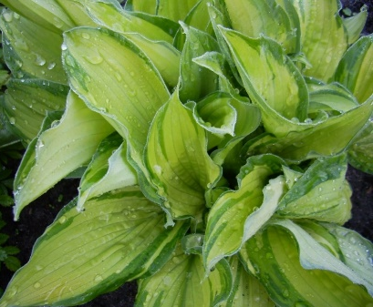 Форчуна «Albopicta»