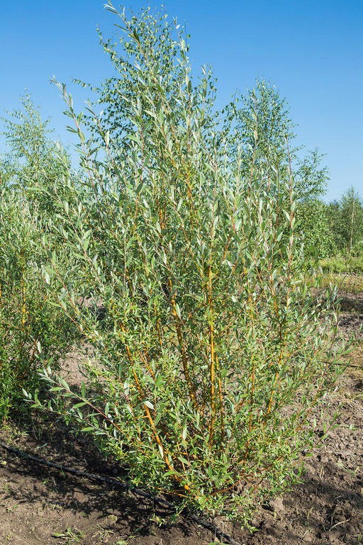 Ива "Памяти Бажова" (ком)