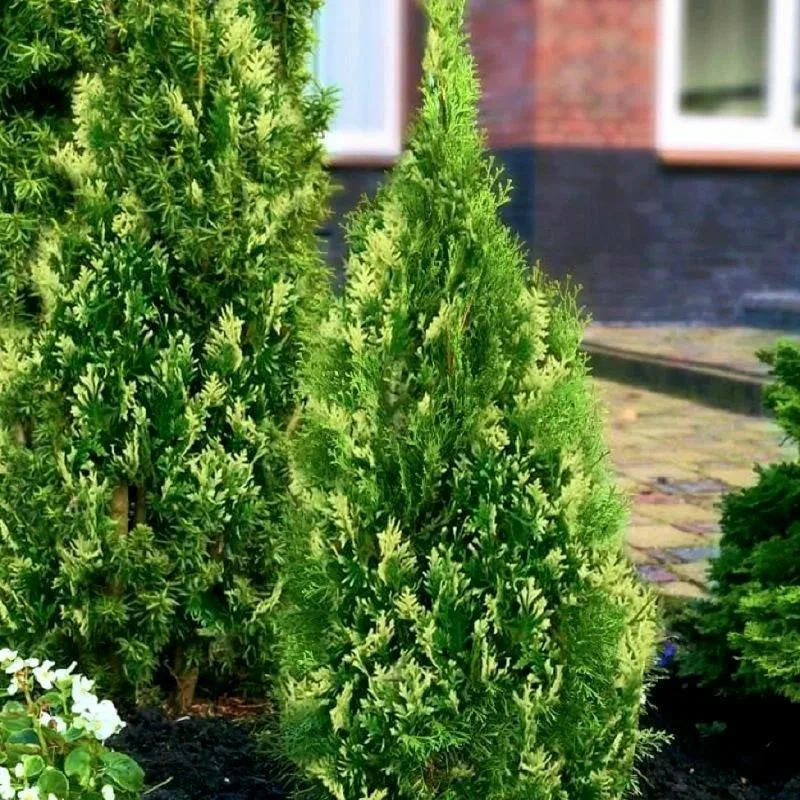 Туя западная (Thuja occidentalis) 'White Smaragd'