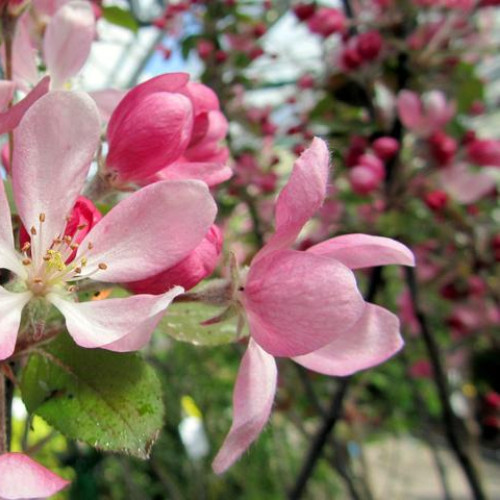 Яблоня декоративная "Neville Copeman "