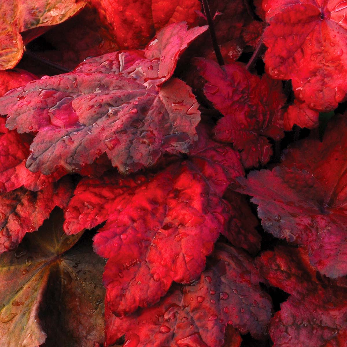 Гейхера (Heuchera) «Autumn Leaves»