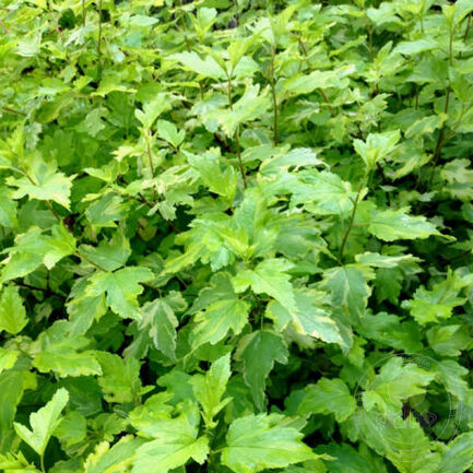 Пузыреплодник калинолистный (Physocarpus opulifolius)“Annys Gold”