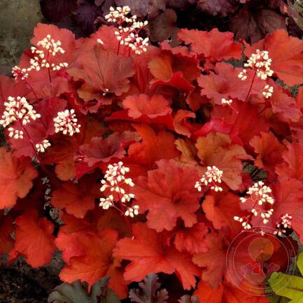 Гейхера (Heuchera) «Rio»