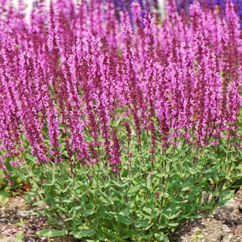 Cальвия дубравная или шалфей (Salvia nemorosa) «Pink Field»