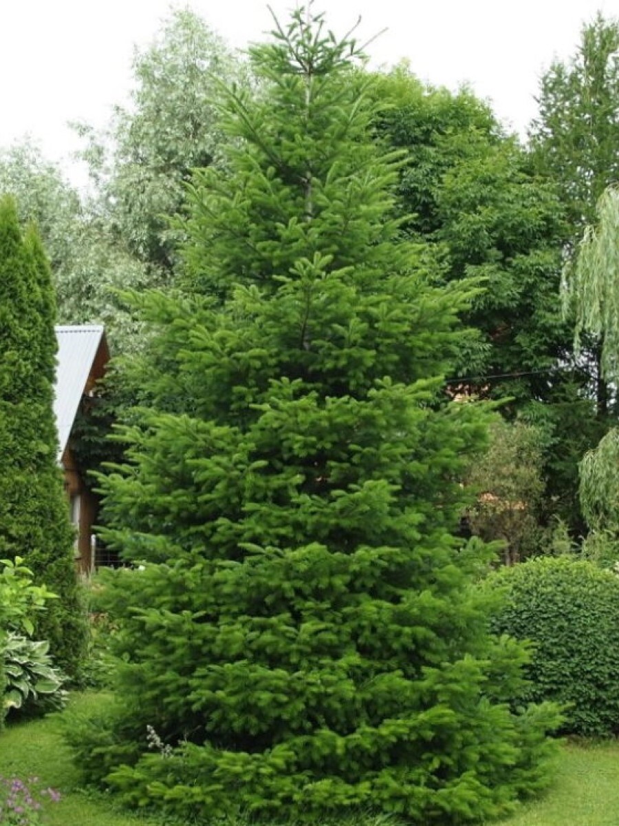 Пихта сибирская