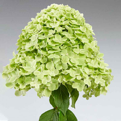 Гортензия метельчатая (Hydrangea paniculata) «Pantera»