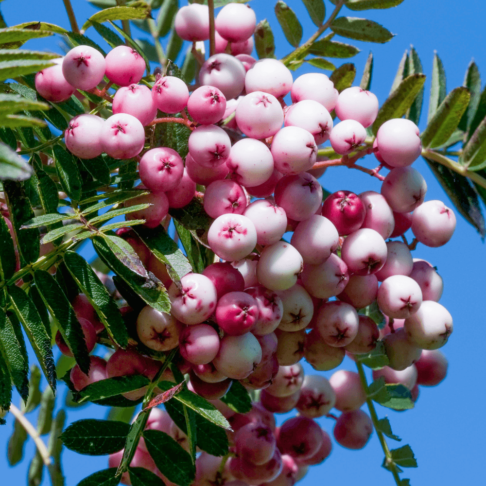 Рябина обыкновенная (Sorbus aucuparia) «Rose Glow»