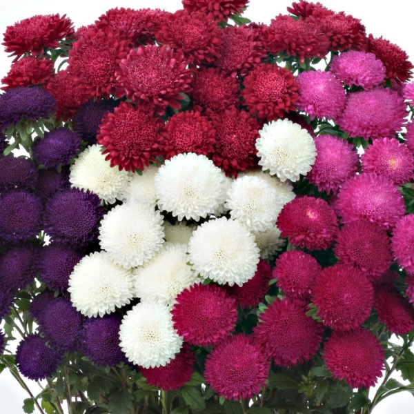 Астра китайская  (Callistephus chinensis)«Bonita Mix»