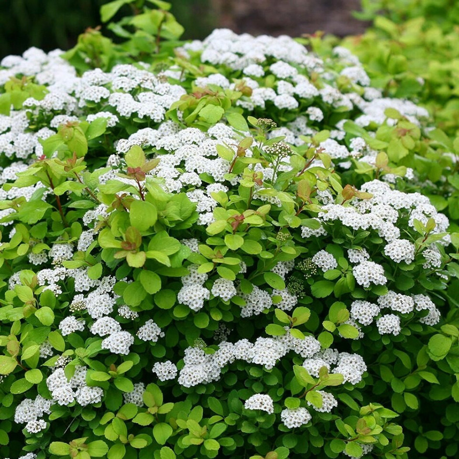 Спирея березолистная "Tor"