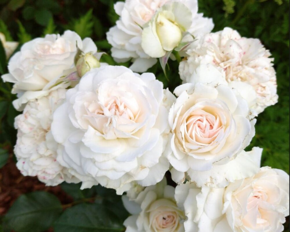 Great North Eastern Rose