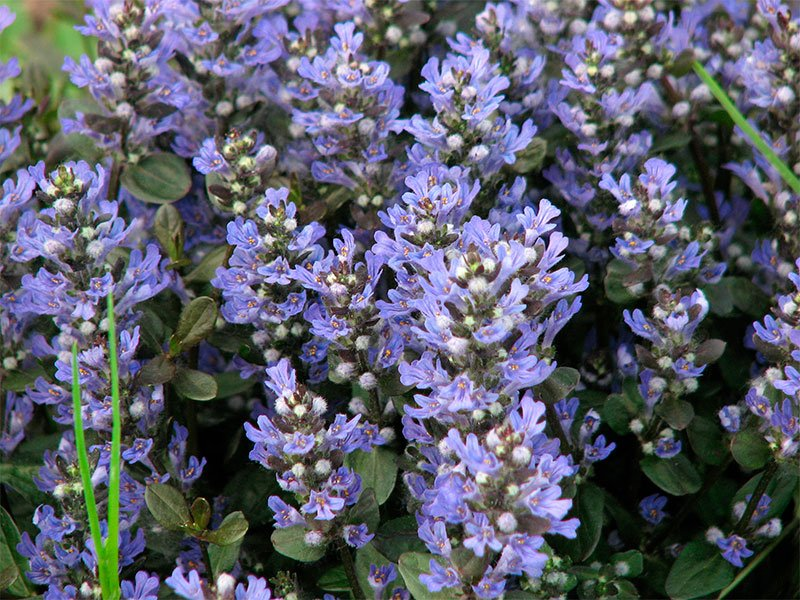 Живучка (Ajúga réptans) «Chocolate Chip»