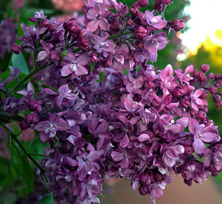 Сирень обыкновенная (Syringa vulgaris)       «Утро России»