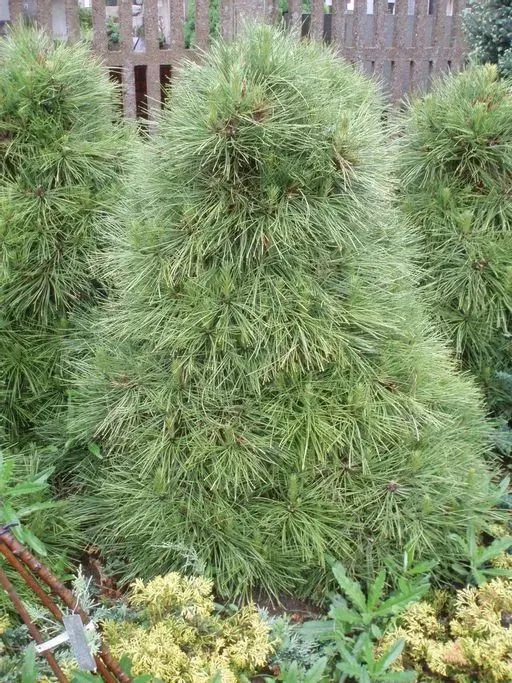 Сосна обыкновенная (Pinus sylvestris) 'Viridis Compacta'