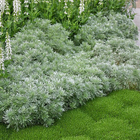Полынь Шмидта (Artemisia schmidtii) 'Silver Mound'