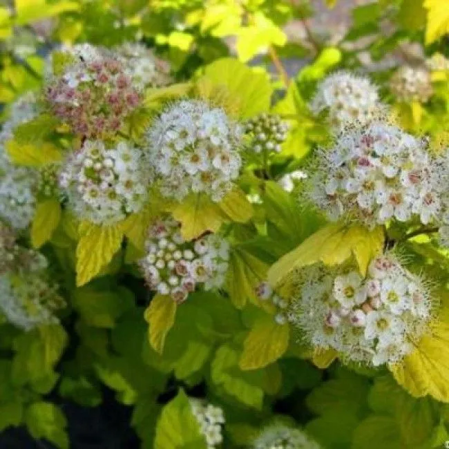 Пузыреплодник калинолистный (Physocarpus opulifolius)“Aurea”