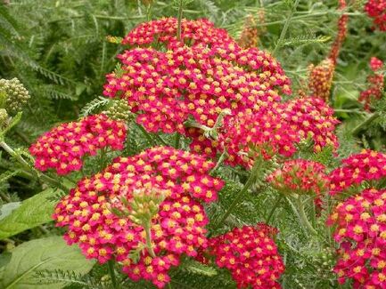 Тысячелистник обыкновенный (Achillea millefolium) “Paprika”