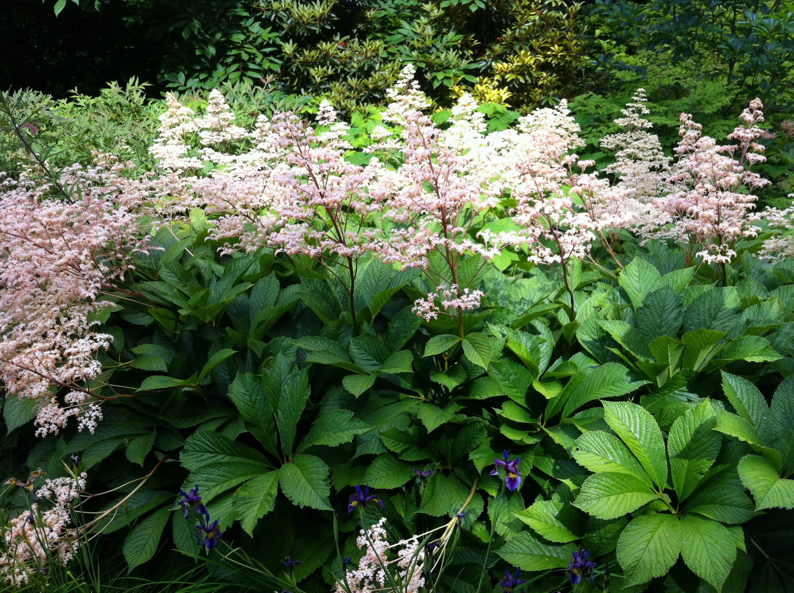 Роджерсия перистая (Rodgersia pinnata)