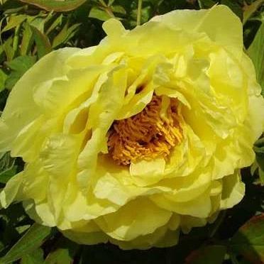 Пион древовидный "Yellow