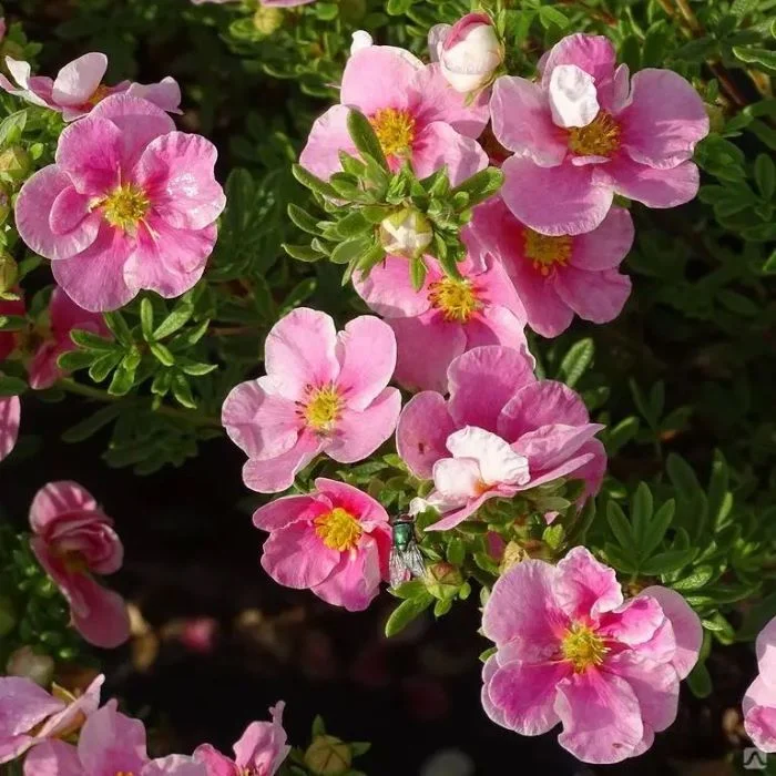 Лапчатка кустарниковая (Potentilla fruticosa) 'Bella Rosa'