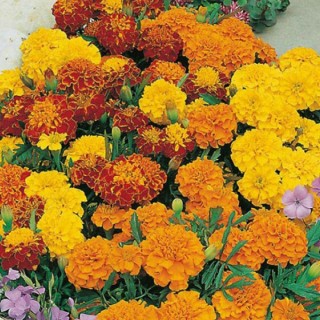 Бархатцы отклоненные (Tagetes patula)“Chica" MIX