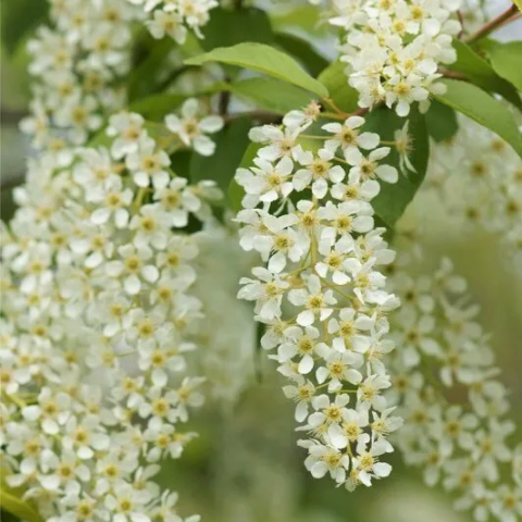 Черемуха «Мавра»