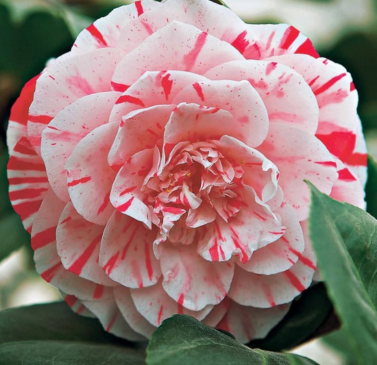 Камелия японская (Camellia)«William Bartlett»