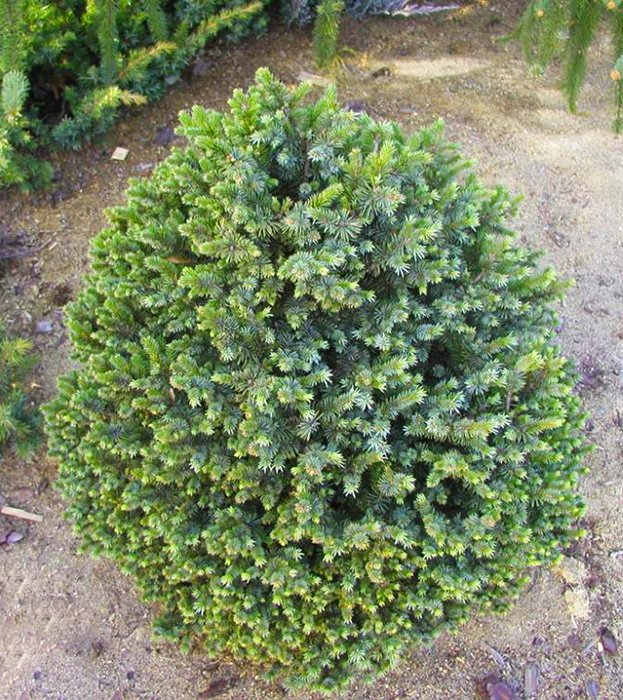 Ель ситхинская (Picea sitchensis) 'Sugar Loaf'