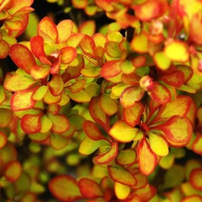 Барбарис Тунберга (Berberis thunbergii) «Summer Sunset»