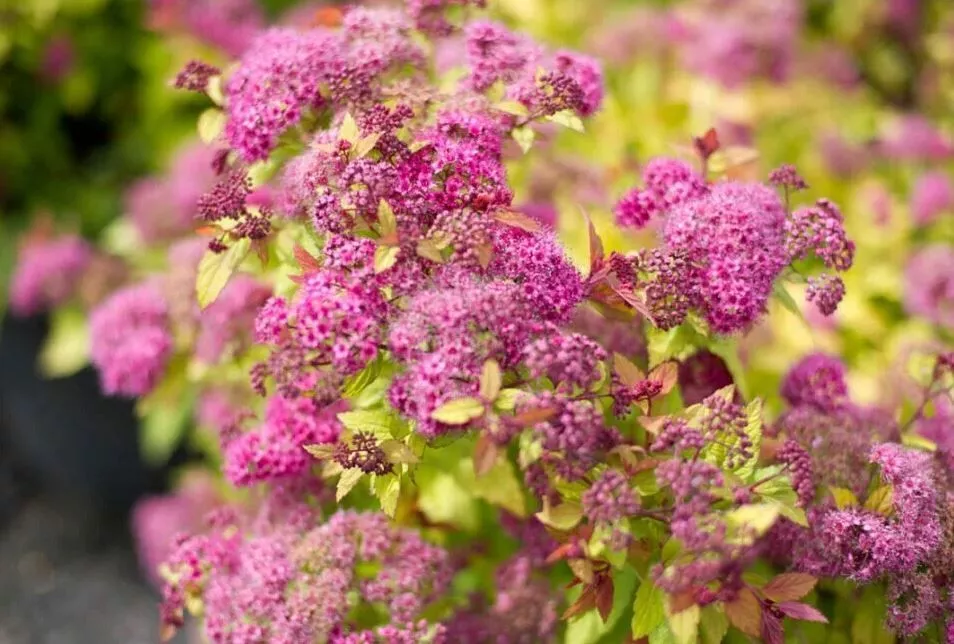 Спирея японская (Spiraea japonica)   «Pink Gold»