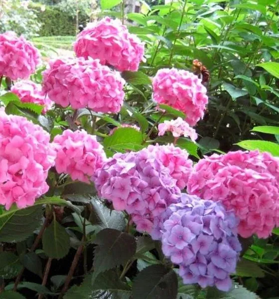 Гортензия крупнолистная «Bouquet Rose»